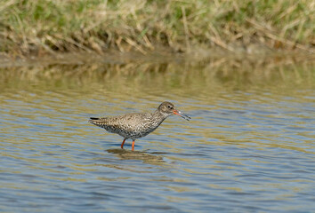 Chevalier gambette,.Tringa totanus, Common Redshank