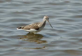 Chevalier aboyeur,.Tringa nebularia; Common Greensh