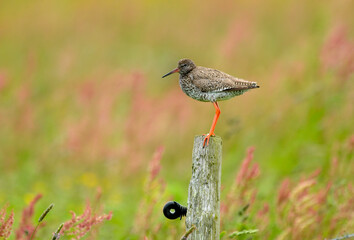 Chevalier gambette,.Tringa totanus, Common Redshank