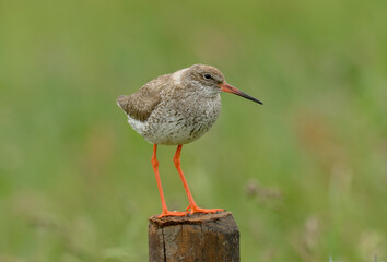 Chevalier gambette,.Tringa totanus, Common Redshank