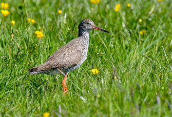 Chevalier gambette,.Tringa totanus, Common Redshank