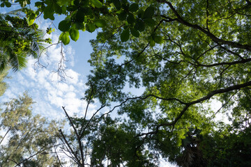 Leaves against the blue sky