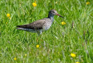 Chevalier gambette,.Tringa totanus, Common Redshank