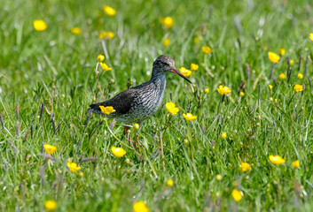 Chevalier gambette,.Tringa totanus, Common Redshank