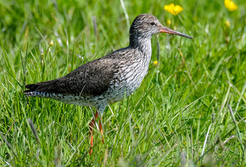 Chevalier gambette,.Tringa totanus, Common Redshank