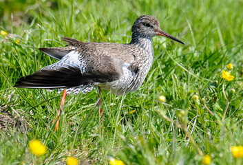 Chevalier gambette,.Tringa totanus, Common Redshank
