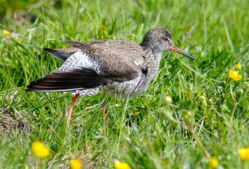 Chevalier gambette,.Tringa totanus, Common Redshank