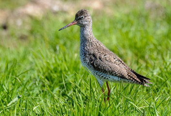 Chevalier gambette,.Tringa totanus, Common Redshank