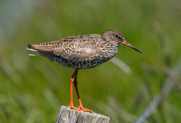 Chevalier gambette,.Tringa totanus, Common Redshank