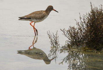 Chevalier gambette,.Tringa totanus, Common Redshank
