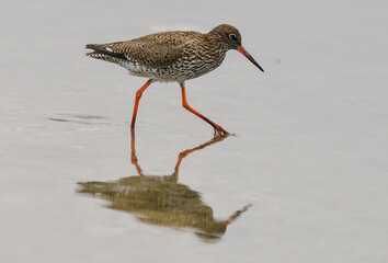 Chevalier gambette,.Tringa totanus, Common Redshank