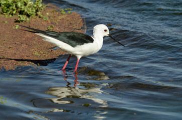 Echasse blanche,.Himantopus himantopus, Black winged Stilt