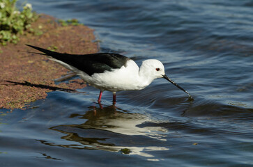 Echasse blanche,.Himantopus himantopus, Black winged Stilt