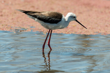 Echasse blanche,.Himantopus himantopus, Black winged Stilt