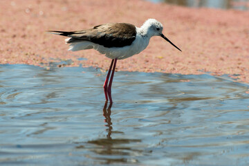 Echasse blanche,.Himantopus himantopus, Black winged Stilt