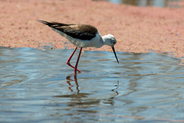 Echasse blanche,.Himantopus himantopus, Black winged Stilt