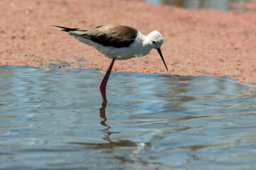 Echasse blanche,.Himantopus himantopus, Black winged Stilt
