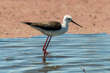 Echasse blanche,.Himantopus himantopus, Black winged Stilt