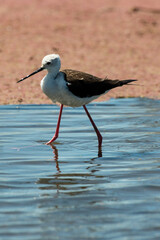 Echasse blanche,.Himantopus himantopus, Black winged Stilt