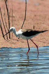 Echasse blanche,.Himantopus himantopus, Black winged Stilt