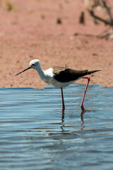 Echasse blanche,.Himantopus himantopus, Black winged Stilt