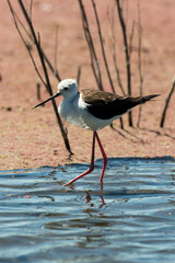 Echasse blanche,.Himantopus himantopus, Black winged Stilt