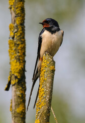 Hirondelle rustique, Hirondelle de cheminée, Hirundo rustica, Barn Swallow