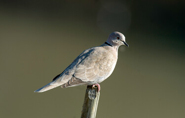 Tourterelle turque,.Streptopelia decaocto,  Eurasian Collared Dove