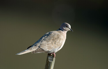 Tourterelle turque,.Streptopelia decaocto,  Eurasian Collared Dove