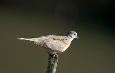 Tourterelle turque,.Streptopelia decaocto,  Eurasian Collared Dove
