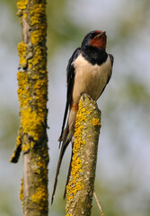 Hirondelle rustique, Hirondelle de cheminée, Hirundo rustica, Barn Swallow