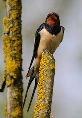 Hirondelle rustique, Hirondelle de cheminée, Hirundo rustica, Barn Swallow © JAG IMAGES