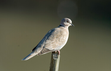 Tourterelle turque,.Streptopelia decaocto,  Eurasian Collared Dove