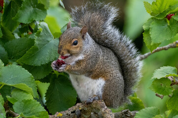 A Grey Squirrel sitting in a tree eating berries