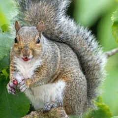 A Grey Squirrel sitting in a tree eating berries