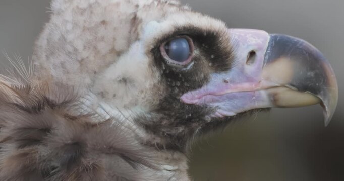 Cinereous vulture (Aegypius monachus) is a large raptorial bird that is distributed through much of temperate Eurasia. It is also known as the black vulture, monk or Eurasian black vulture.