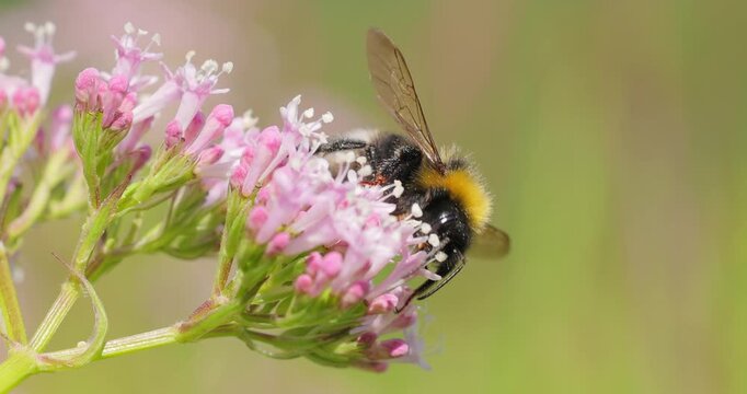 Bumblebee collects flower nectar at sunny day. Bumble bee in macro shot in slow motion.