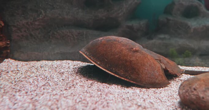 Atlantic horseshoe crab (Limulus polyphemus), also known as the American horseshoe crab, is a species of horseshoe crab, a kind of marine and brackish chelicerate arthropod.