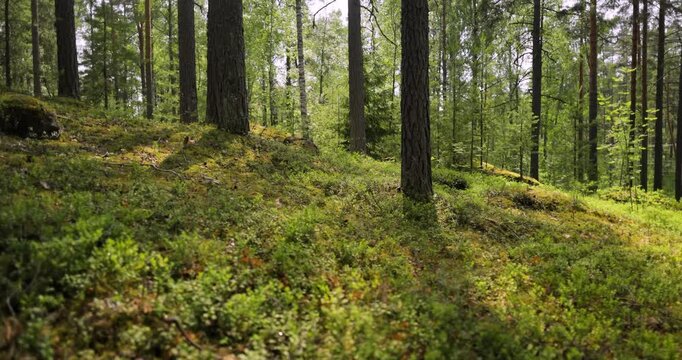 Aerial View of the Forest in Finland. Beautiful nature of Finland.