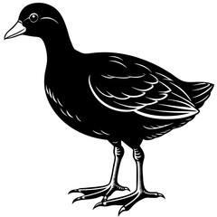  Gallinule Bird Silhouette Vector Illustration