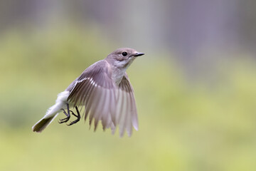 European pied flycatcher