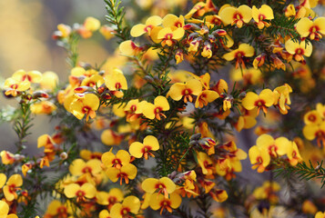 Vibrant yellow pea flowers of the Australian native Eggs and Bacon Dillwynia retorta, family Fabaceae, growing in Sydney sandstone heath, shrubland, dry sclerophyll woodland and forest.