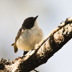European pied flycatcher