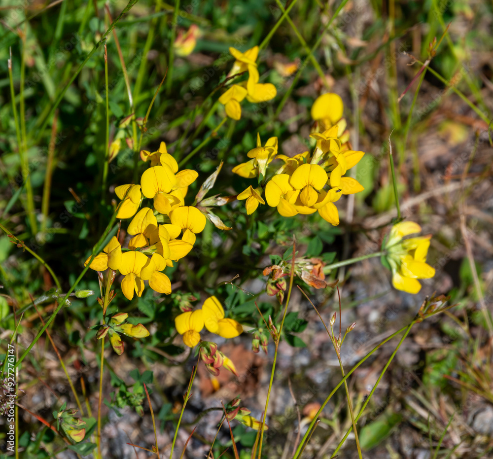 Wall mural yellow flowers in the woods