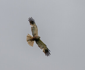 Western marsh harrier in the sky