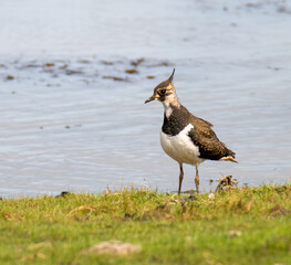 Northern Lapwing on grass at wetland