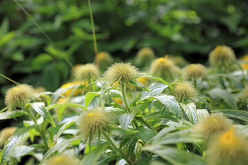 Closeup of a bed of Hooker Inula buds, Derbyshire England
