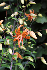 Closeup of a Devil Lily bloom surrounded by buds, Derbyshire England

