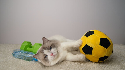 The cat lies next to a yellow ball, green dumbbells and a blue bottle of water.