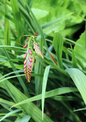 Closeup of Montbretia buds and foliage, Derbyshire England
